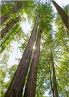 trees